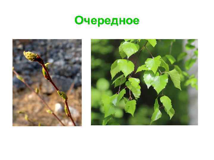 Очередное 