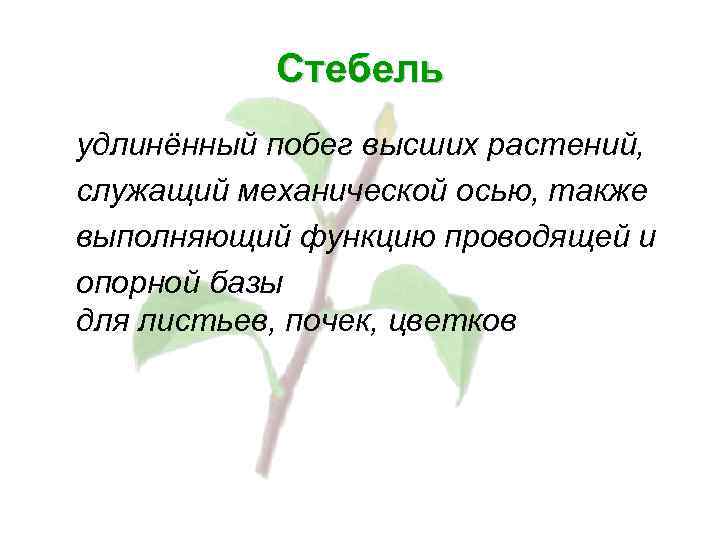Стебель удлинённый побег высших растений, служащий механической осью, также выполняющий функцию проводящей и опорной