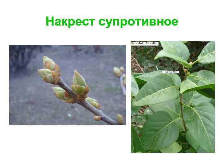 Накрест супротивное 