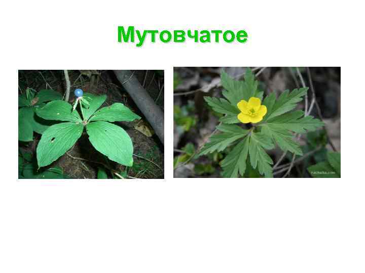Мутовчатое 