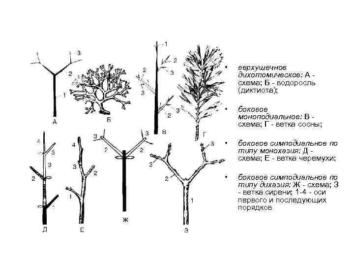  • верхушечное дихотомическое: А - схема; Б - водоросль (диктиота); • боковое моноподиальное: