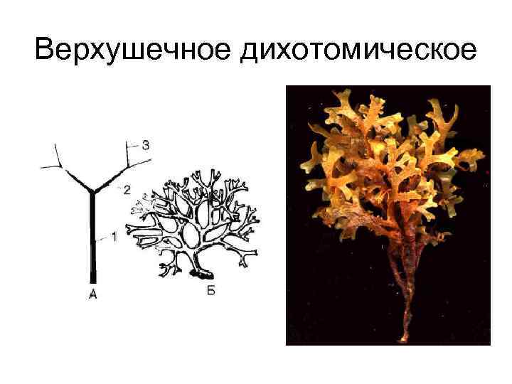 Верхушечное дихотомическое 