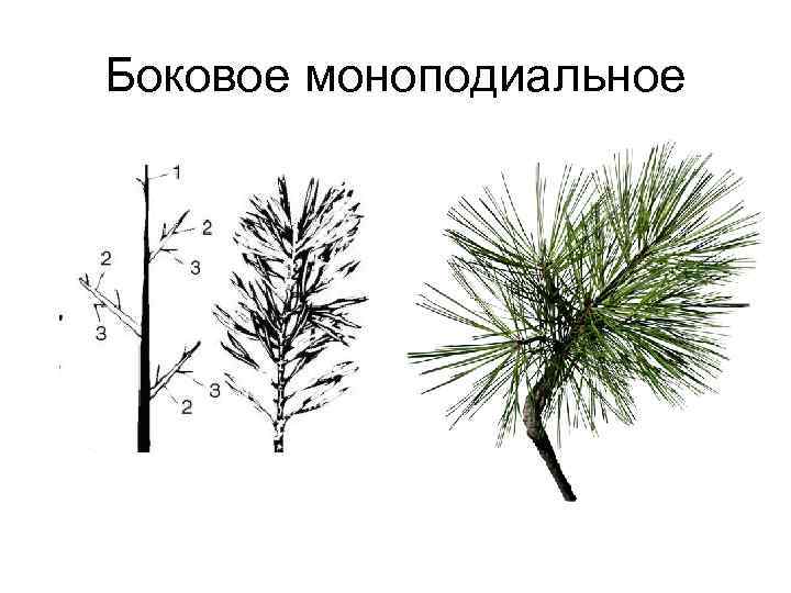 Боковое моноподиальное 