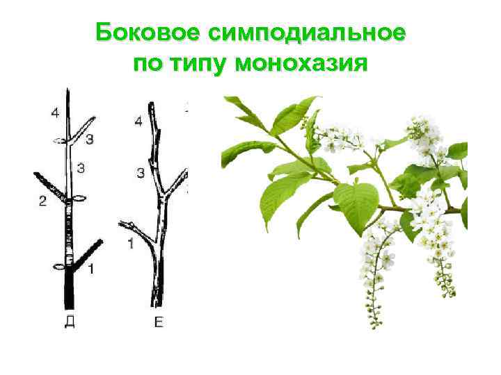 Боковое симподиальное по типу монохазия 