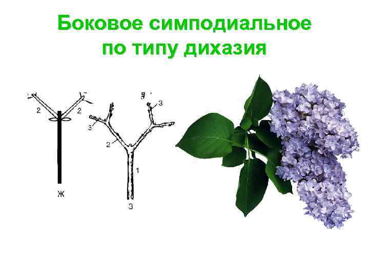 Боковое симподиальное по типу дихазия 