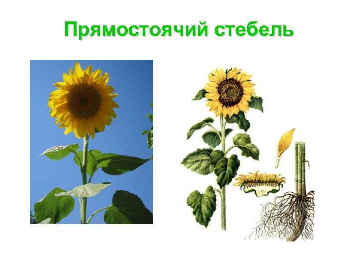 Прямостоячий стебель 