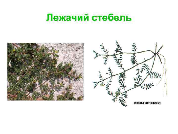 Лежачий стебель 