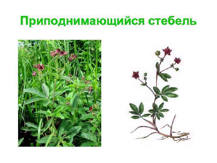 Приподнимающийся стебель 