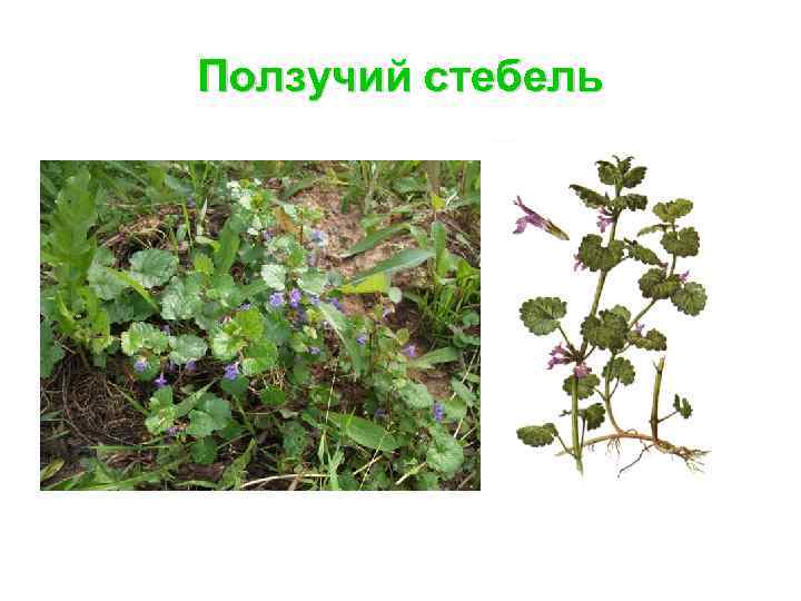 Ползучий стебель 