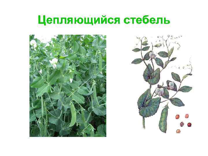 Цепляющийся стебель 