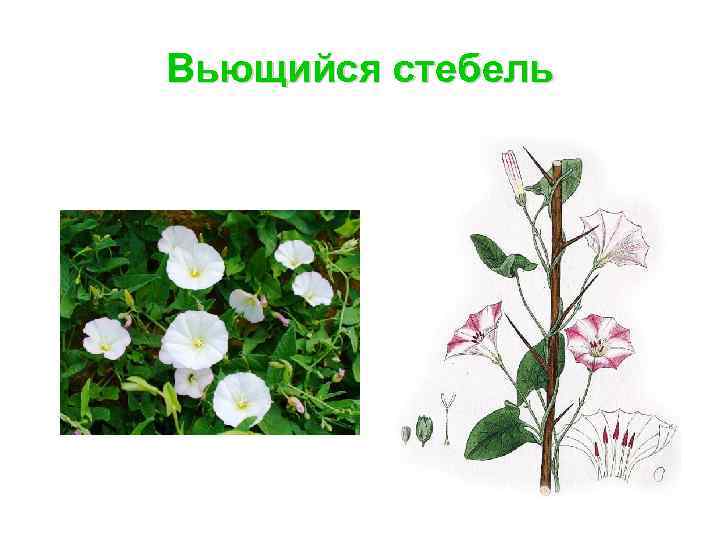 Вьющийся стебель 