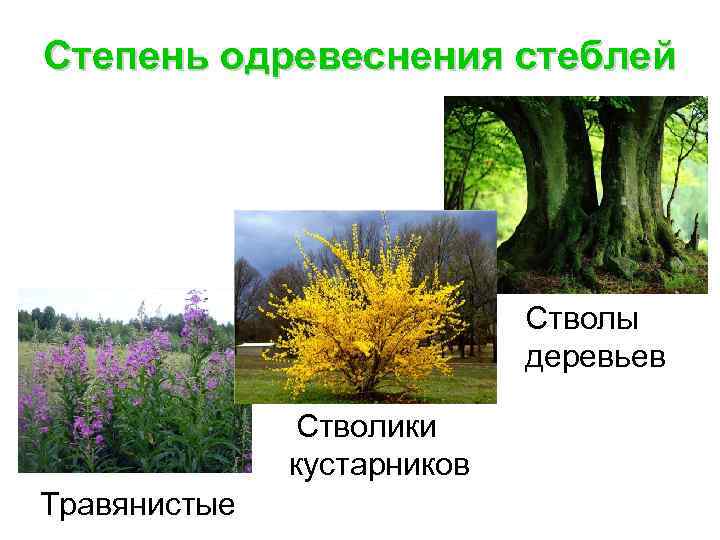 Степень одревеснения стеблей Стволы деревьев Стволики кустарников Травянистые 