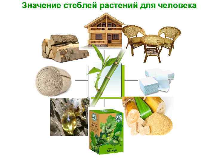 Значение стеблей растений для человека 