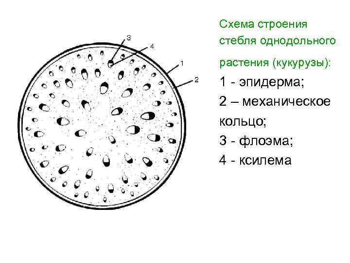 Тест строение стебля