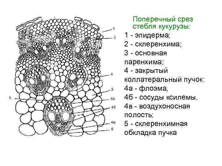  Поперечный срез стебля кукурузы: 1 - эпидерма; 2 - склеренхима; 3 - основная