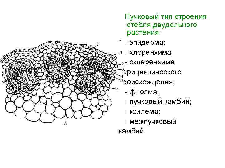 Строение камбия