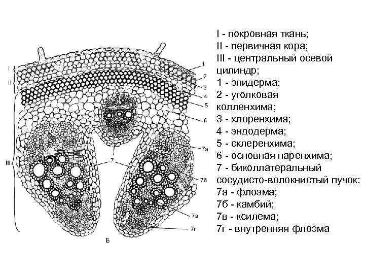 I - покровная ткань; II - первичная кора; III - центральный осевой цилиндр; 1