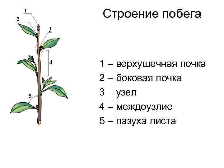 Строение побега рисунок