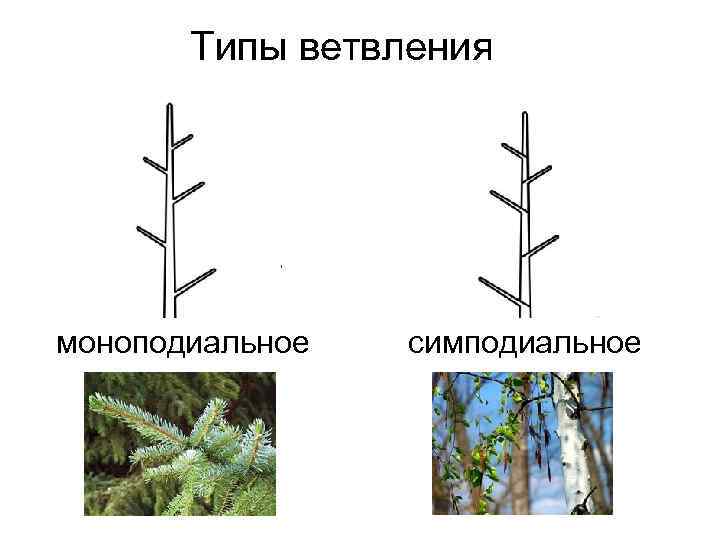 На рисунках изображены сегмент окаменелости стебля и реконструкция растения обитавшего около 360 300