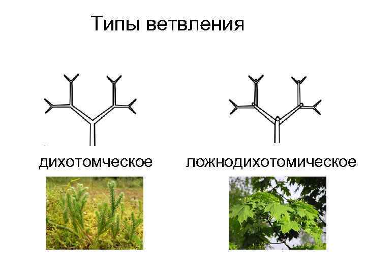 Типы ветвления дихотомческое ложнодихотомическое 