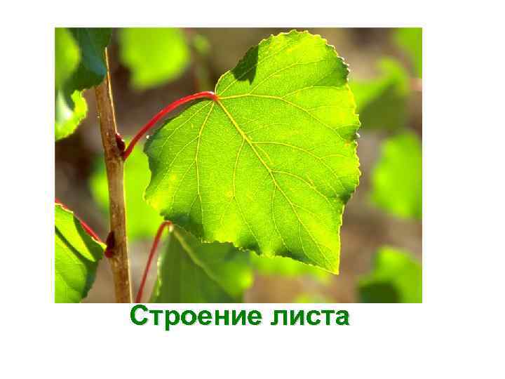 Строение листа 