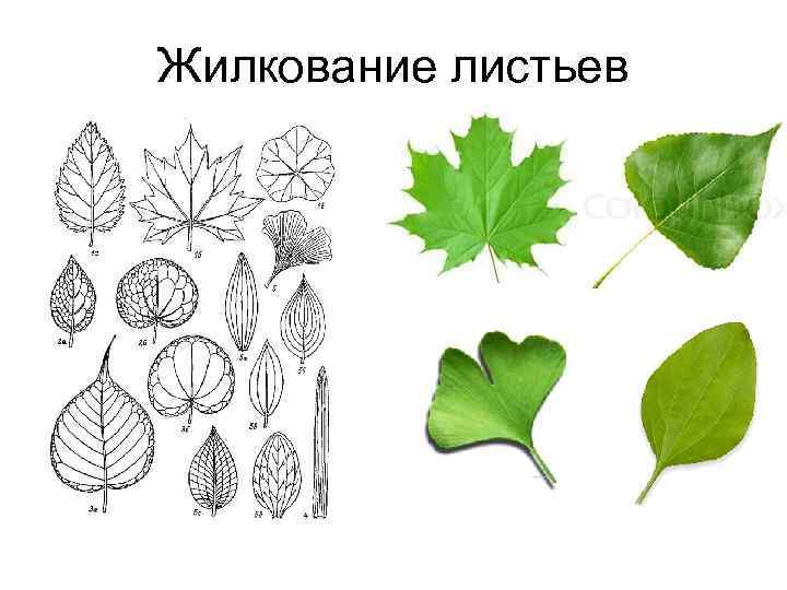 Жилкование листьев 