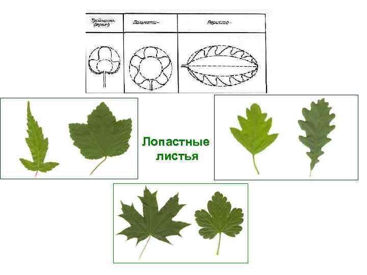 Лопастные листья 