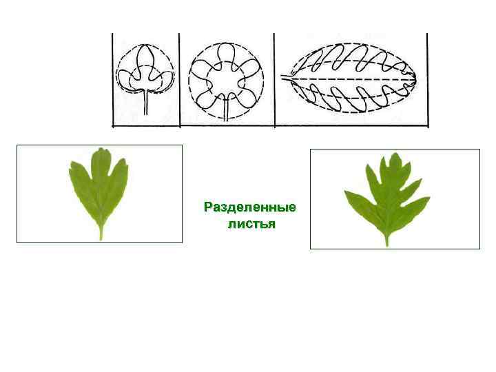 Разделенные листья 