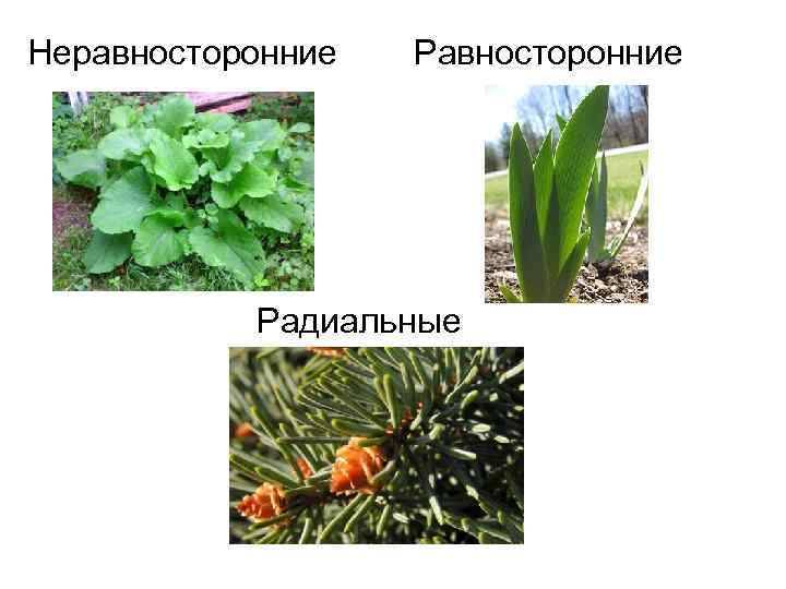 Неравносторонние Радиальные 