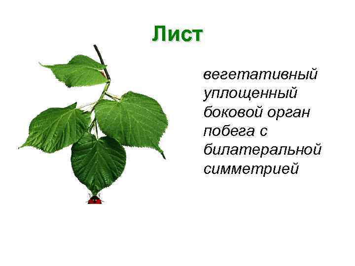 Лист вегетативный уплощенный боковой орган побега с билатеральной симметрией 