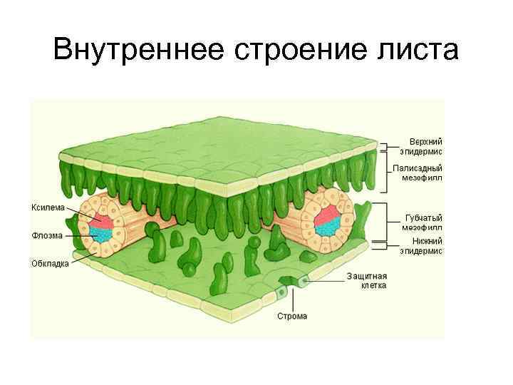 Внутреннее строение листа 