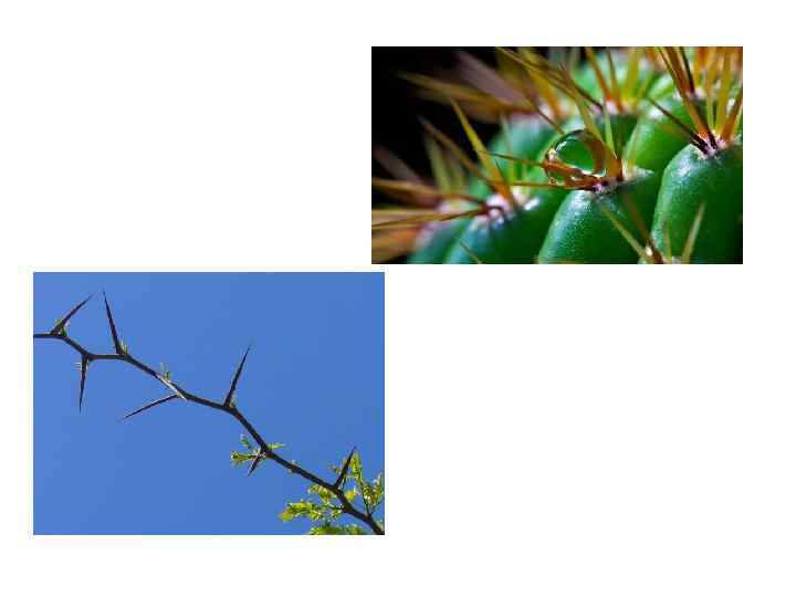 Лист это вегетативный. Уплощенный стебель. Уплощенные листья. Кактус уплощенные побеги изогнутые лопасти. Мерсина Африканская фото вблизи структура листа.