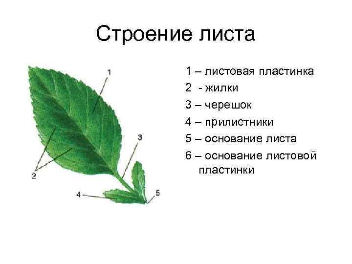 Строение листа 1 – листовая пластинка 2 жилки 3 – черешок 4 – прилистники