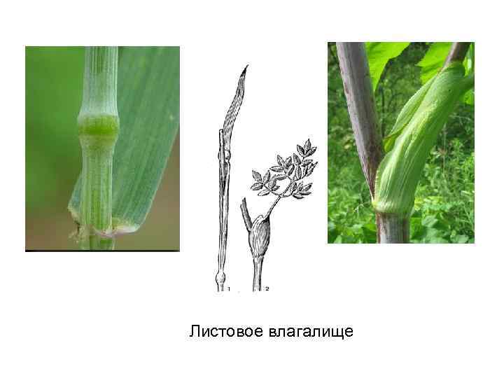 Листовое влагалище 
