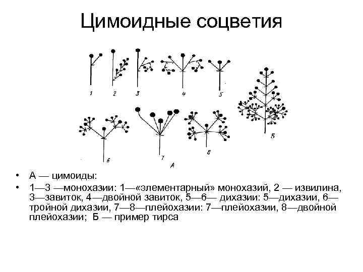 Растения с соцветием завиток