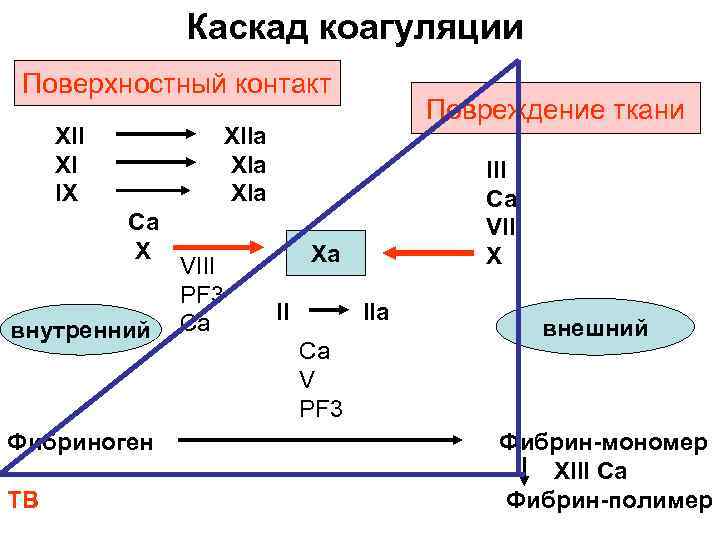 Каскад коагуляции схема