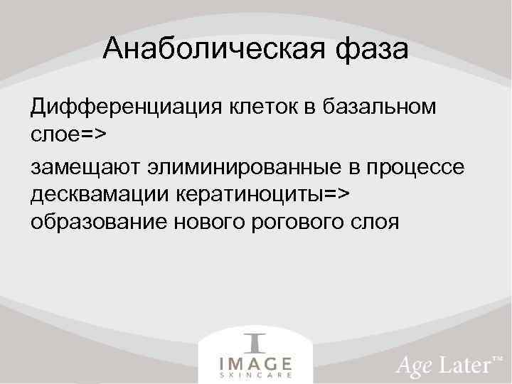 Анаболическая фаза Дифференциация клеток в базальном слое=> замещают элиминированные в процессе десквамации кератиноциты=> образование