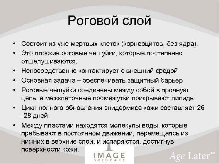 Роговой слой • Состоит из уже мертвых клеток (корнеоцитов, без ядра). • Это плоские