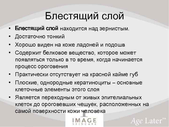 Блестящий слой • • Блестящий слой находится над зернистым. Достаточно тонкий Хорошо виден на