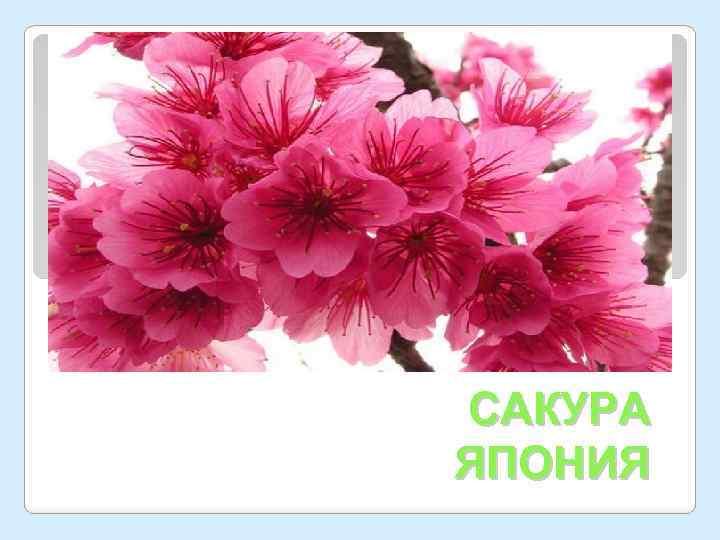САКУРА ЯПОНИЯ 
