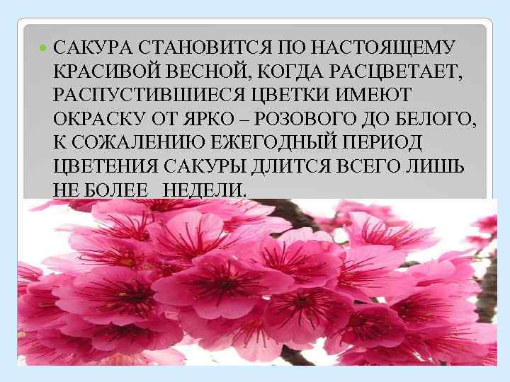  САКУРА СТАНОВИТСЯ ПО НАСТОЯЩЕМУ КРАСИВОЙ ВЕСНОЙ, КОГДА РАСЦВЕТАЕТ, РАСПУСТИВШИЕСЯ ЦВЕТКИ ИМЕЮТ ОКРАСКУ ОТ