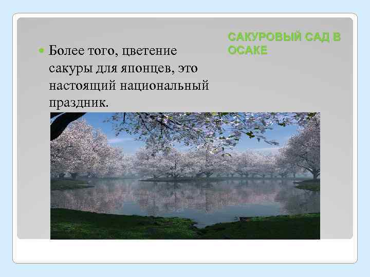  Более того, цветение сакуры для японцев, это настоящий национальный праздник. САКУРОВЫЙ САД В