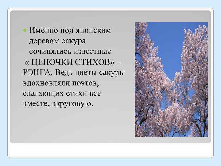Именно под японским деревом сакура сочинялись известные « ЦЕПОЧКИ СТИХОВ» – РЭНГА. Ведь цветы