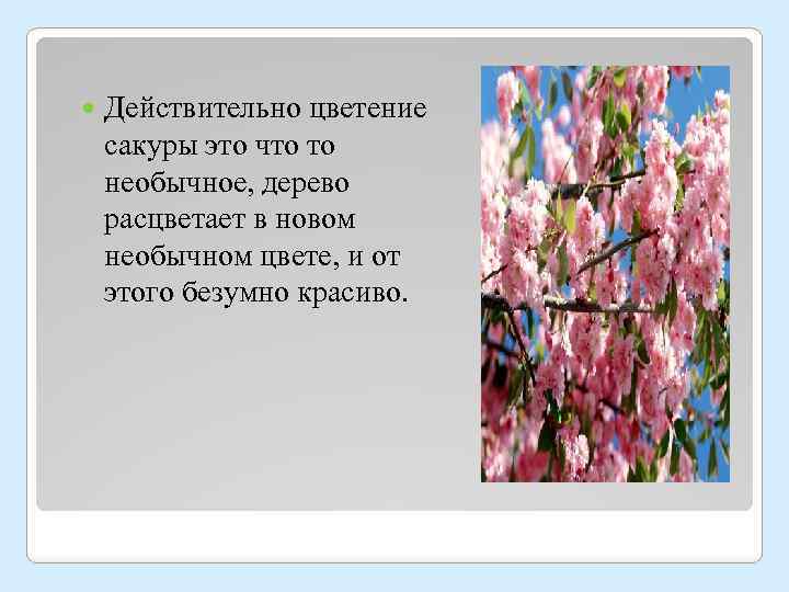  Действительно цветение сакуры это что то необычное, дерево расцветает в новом необычном цвете,
