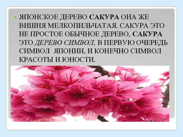  ЯПОНСКОЕ ДЕРЕВО САКУРА ОНА ЖЕ ВИШНЯ МЕЛКОПИЛЬЧАТАЯ. САКУРА ЭТО НЕ ПРОСТОЕ ОБЫЧНОЕ ДЕРЕВО,
