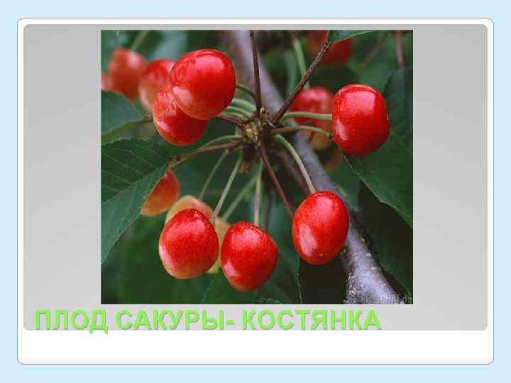 ПЛОД САКУРЫ- КОСТЯНКА 