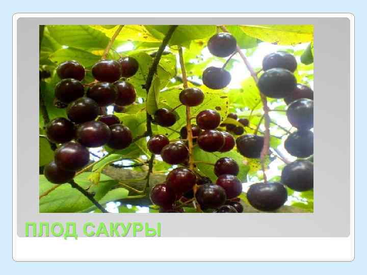 ПЛОД САКУРЫ 