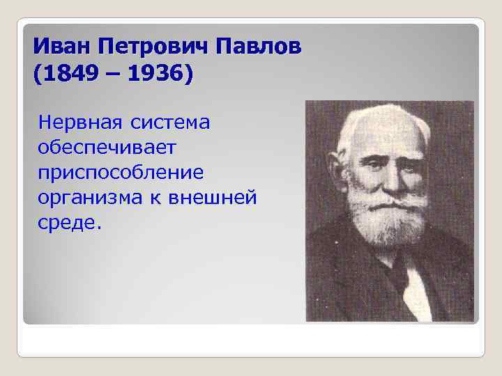 Иван Петрович Павлов (1849 – 1936) Нервная система обеспечивает приспособление организма к внешней среде.