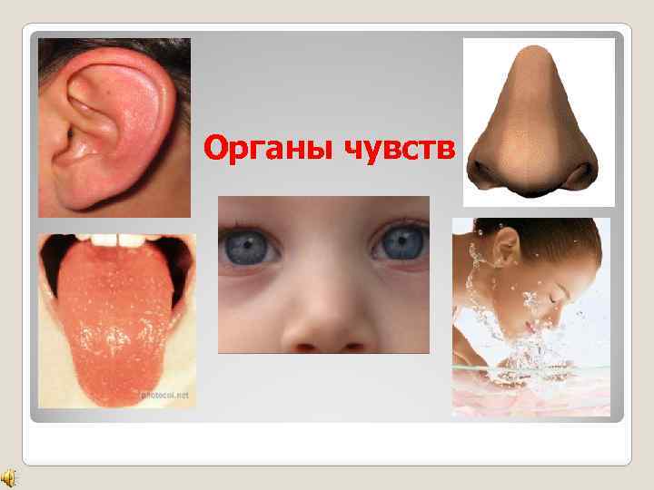 Органы чувств 