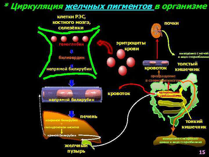 * Циркуляция желчных пигментов в организме клетки РЭС, костного мозга, селезёнки гемоглобин почки эритроциты